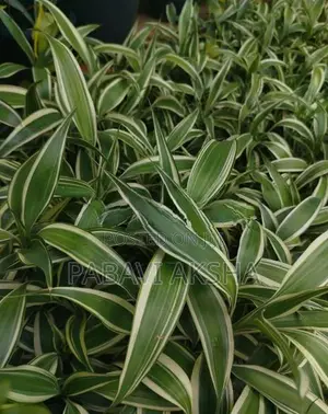 සැන්ඩ්‍රියානා