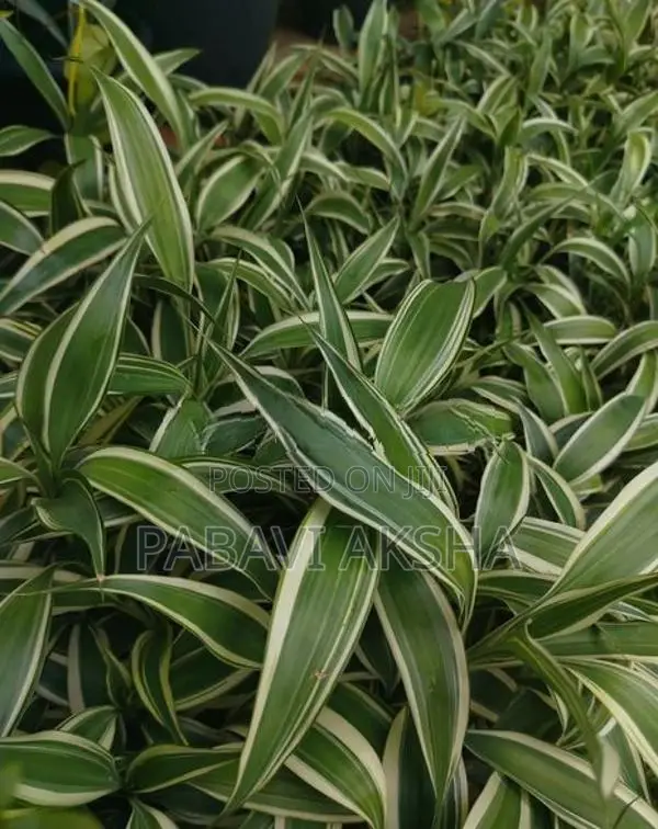 සැන්ඩ්‍රියානා