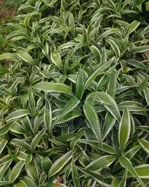 සැන්ඩ්‍රියානා