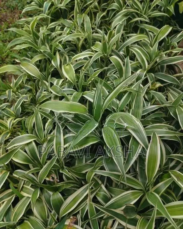 සැන්ඩ්‍රියානා