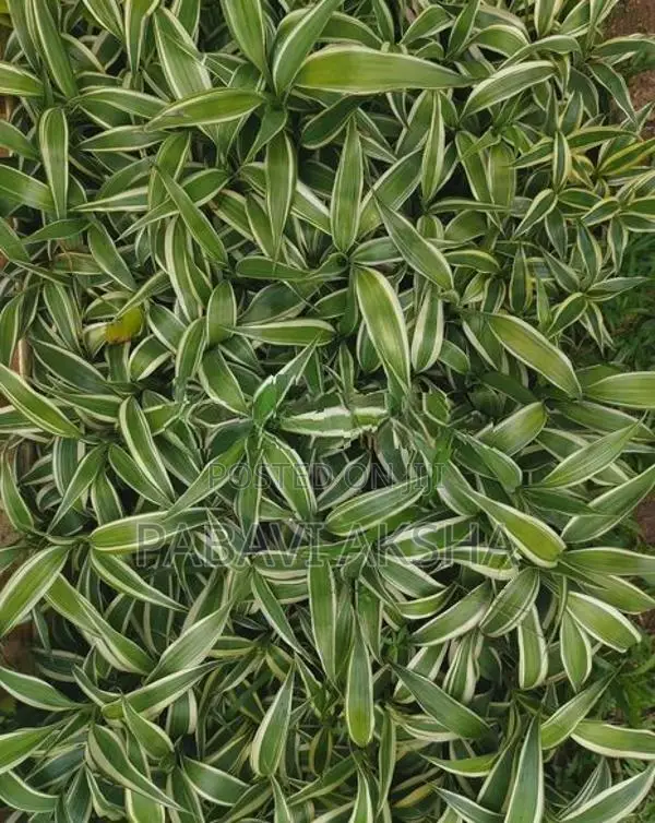 සැන්ඩ්‍රියානා
