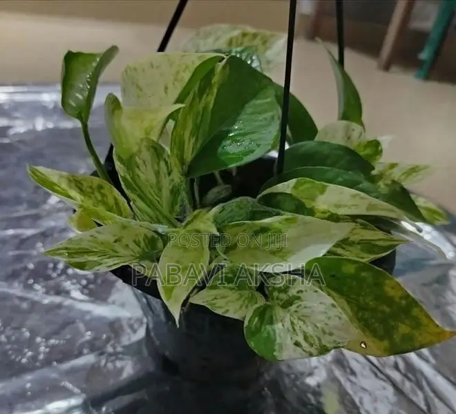 මනි ප්ලාන්ට්ස්
