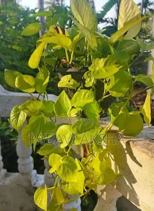 මනි ප්ලාන්ට්ස්