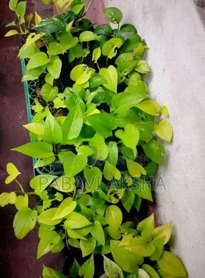 මනි ප්ලාන්ට්ස්