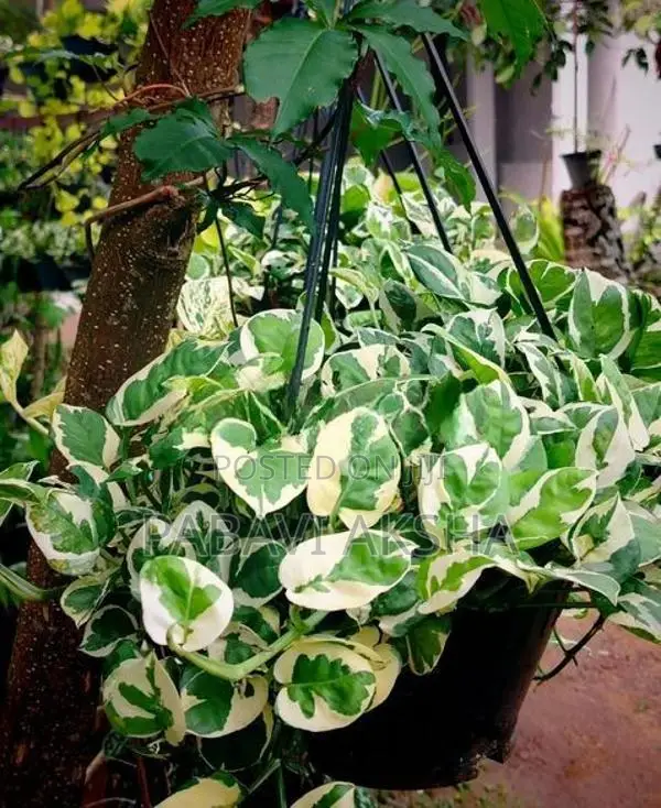 මනි ප්ලාන්ට්ස්