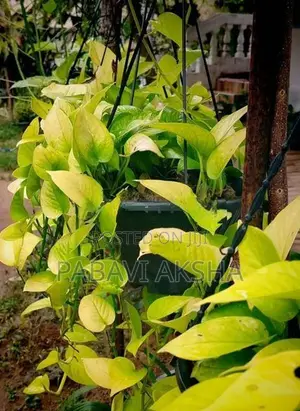 මනි ප්ලාන්ට්ස්
