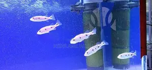 Orinoco Peacock Bass