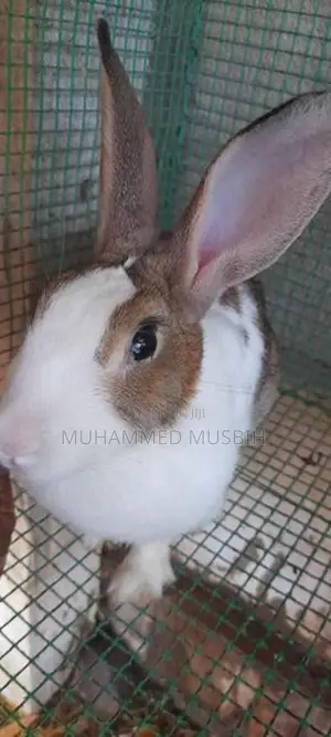 Rabbits