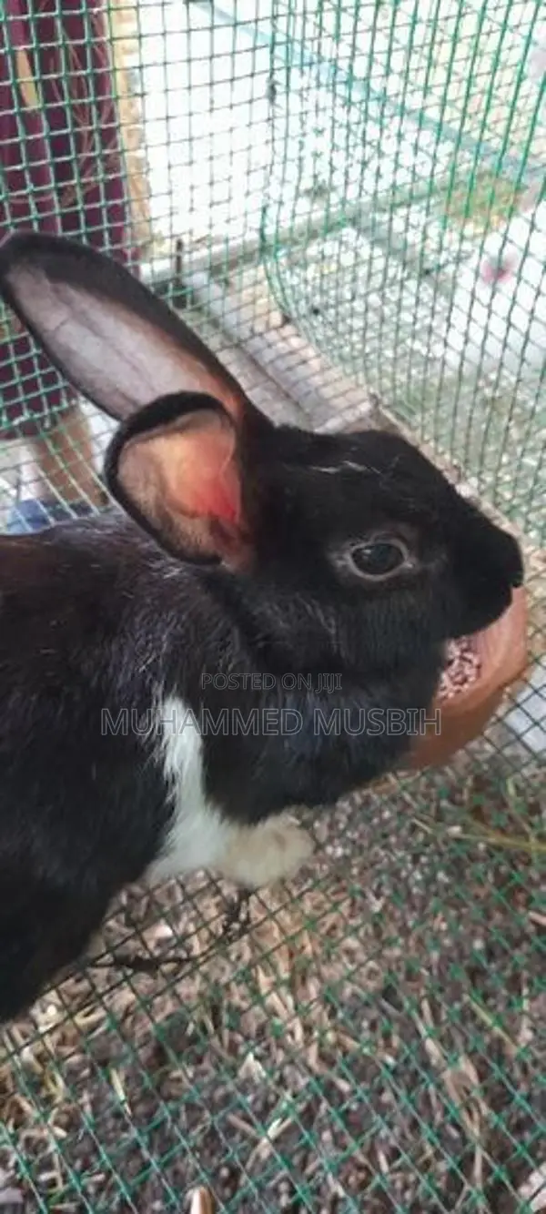 Rabbits