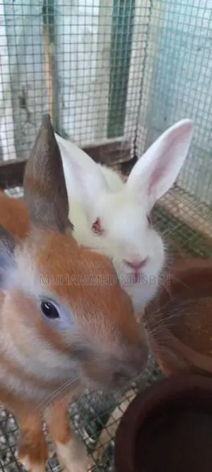 Rabbits