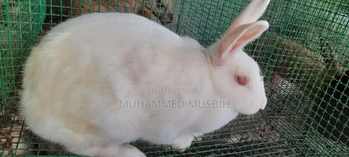 Rabbits