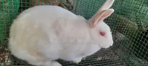 Rabbits