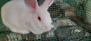 Rabbits