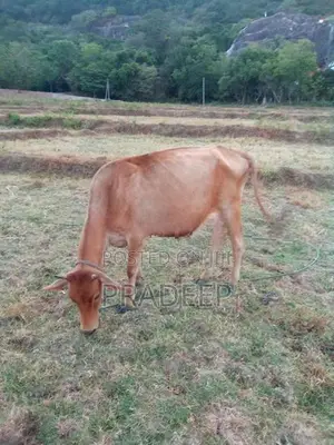 Kiri Gawayan