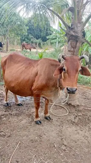 එළදෙනුන්