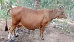 එළදෙනුන්