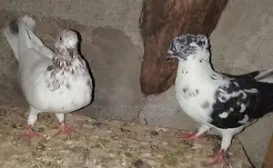 Pigeons
