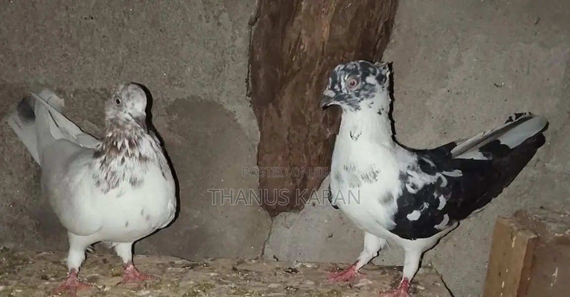 Pigeons