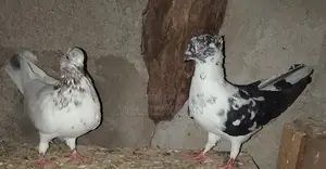 Pigeons