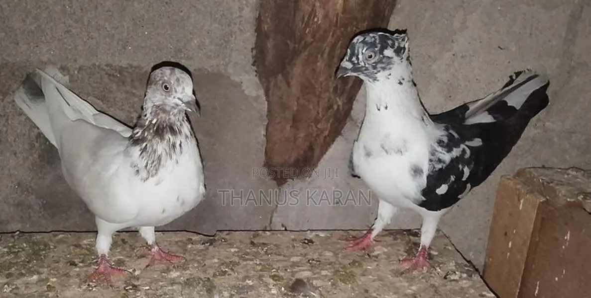 Pigeons