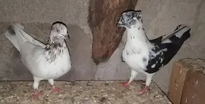 Pigeons