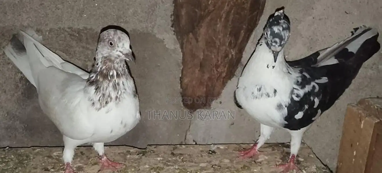 Pigeons