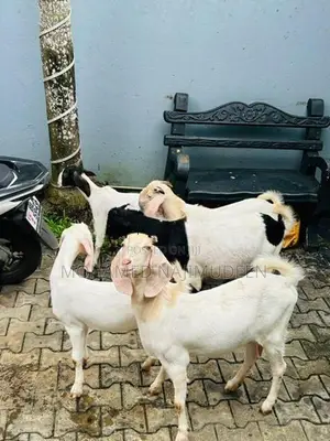 Farm Goat