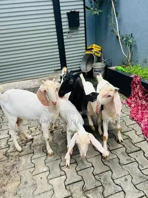 Farm Goat
