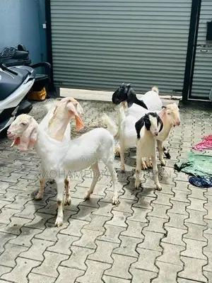 Farm Goat
