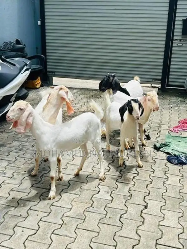 Farm Goat