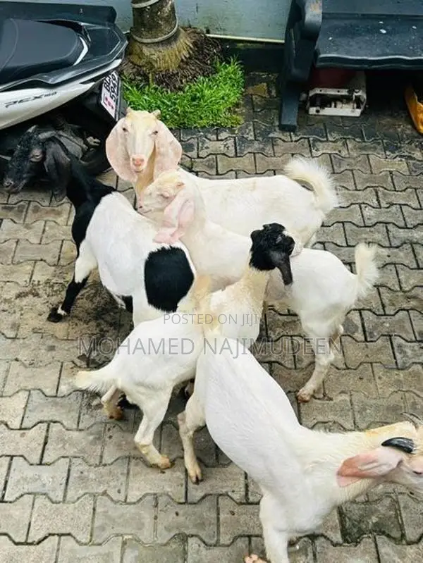 Farm Goat