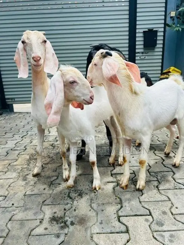 Farm Goat