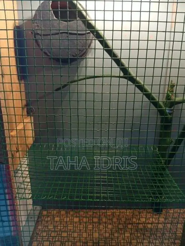 Bird Cage