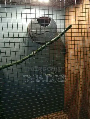 Bird Cage
