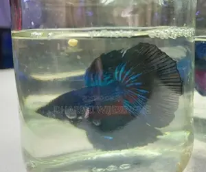 Fighter Fish