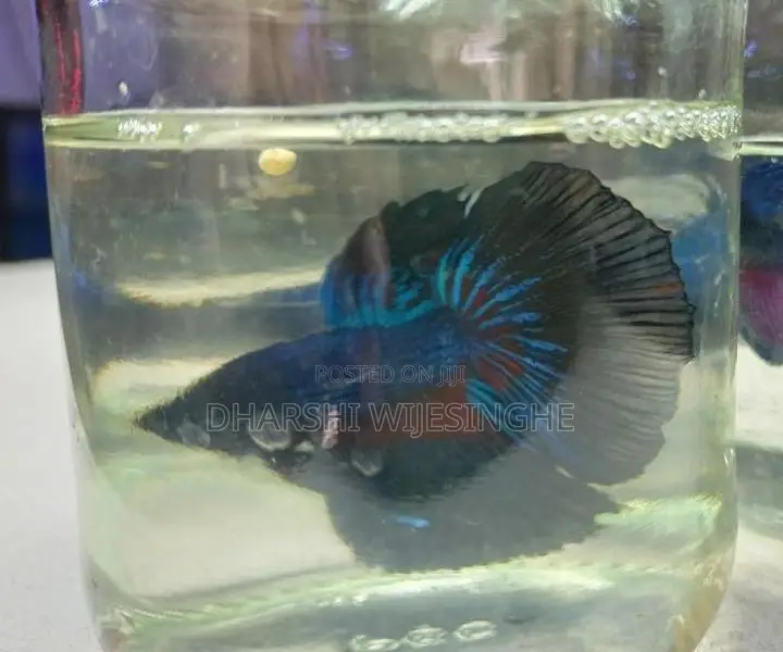 Fighter Fish
