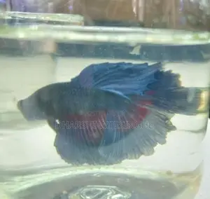 Fighter Fish