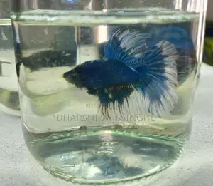 Fighter Fish