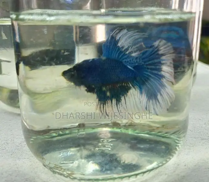 Fighter Fish