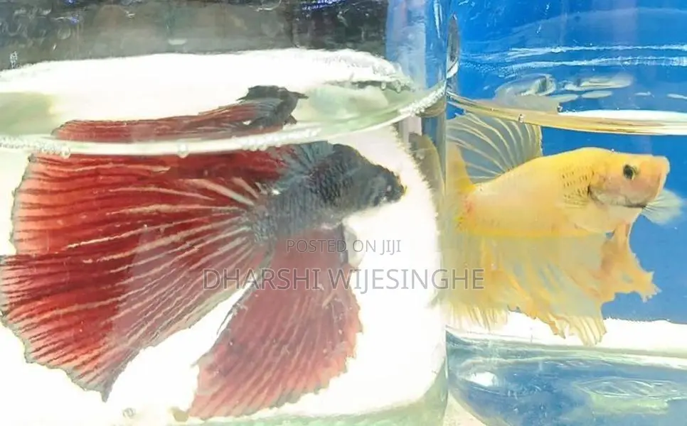 Fighter Fish