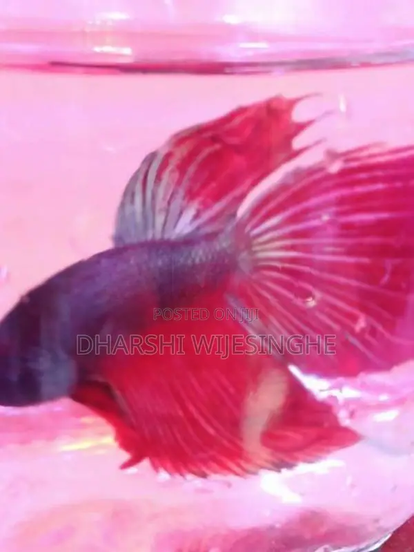 Fighter Fish