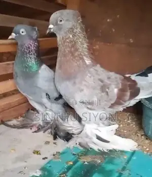 Pigeon
