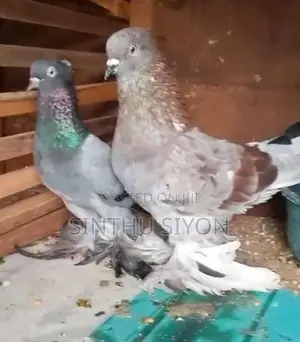 Pigeon
