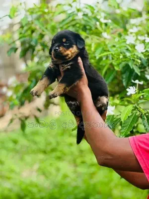 Rottweiler Puppies