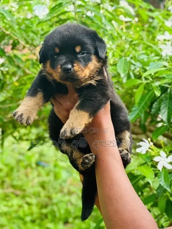 Rottweiler Puppies
