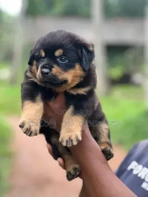 Rottweiler Puppies