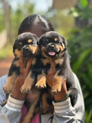 Rottweiler Puppies