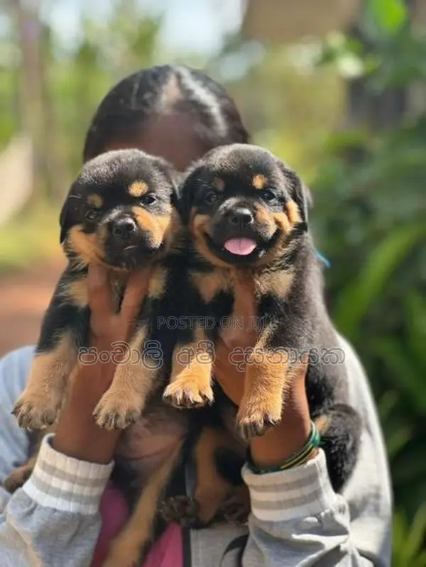 Rottweiler Puppies