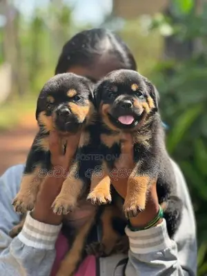 Rottweiler Puppies