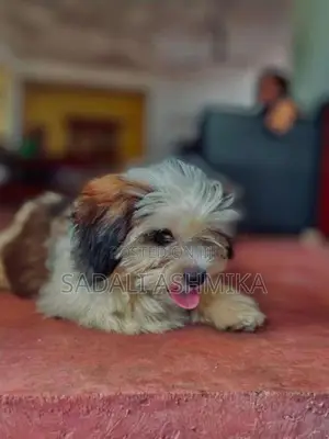 Shih Tzu Puppy